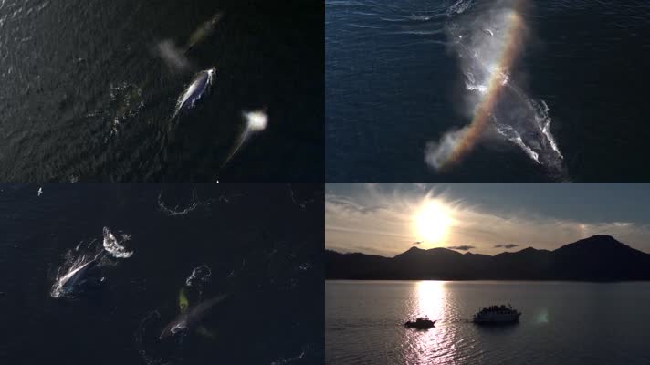 无人机航拍海洋鲸鱼喷水