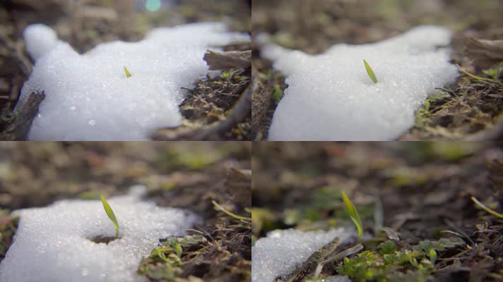 冰雪融化小草发芽