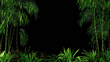 影视级竹林带透明通道