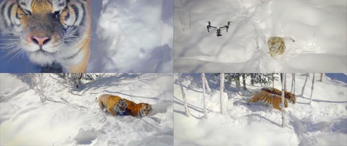 【4K】野生东北虎