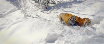 【4K】野生东北虎