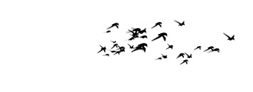 群鸟飞过合成背景