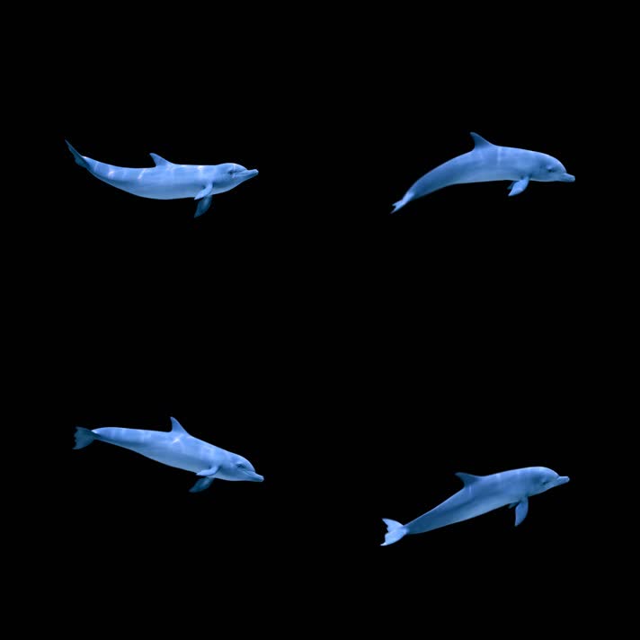 影视级三维海豚通道