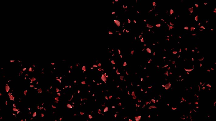 长镜头玫瑰花飞舞飘落 (5)