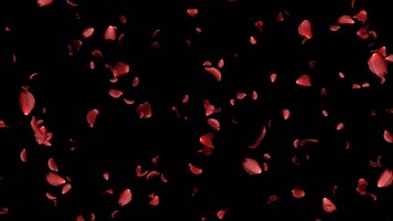 长镜头玫瑰花飞舞飘落 (5) 长镜头玫瑰花飞舞飘落 (5)