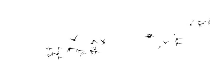 群鸟飞过合成背景