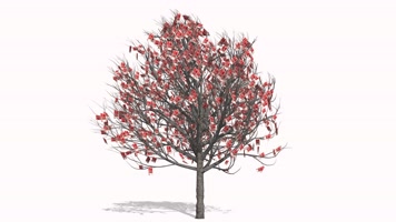 4K影视级发财树财富增值通道