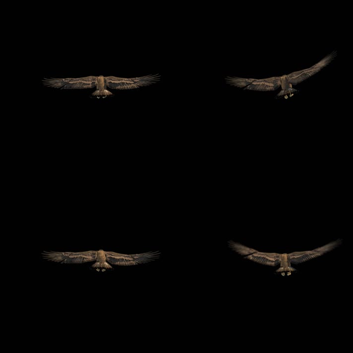 影视级雄鹰翱翔通道2K平行飞