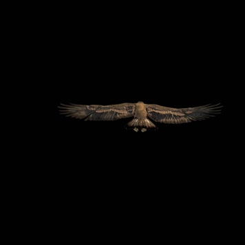 影视级雄鹰翱翔通道2K平行飞