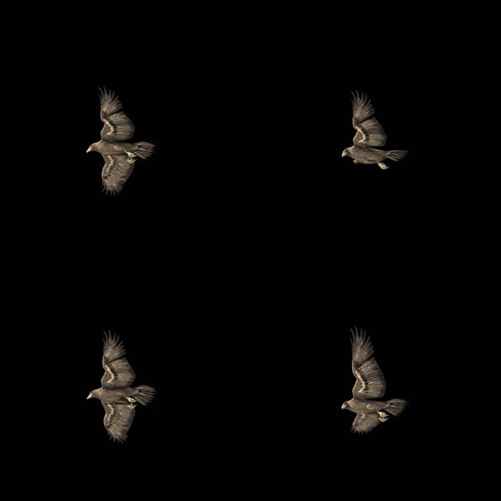 影视级雄鹰翱翔通道2K仰视角度