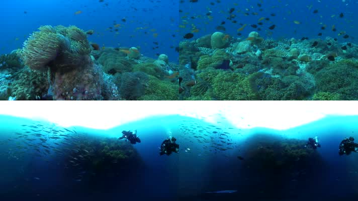 海洋世界潜水04