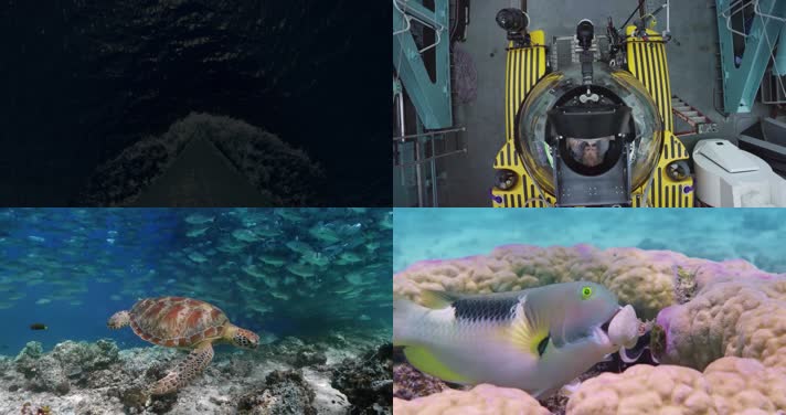 海洋世界海底探险海洋生物