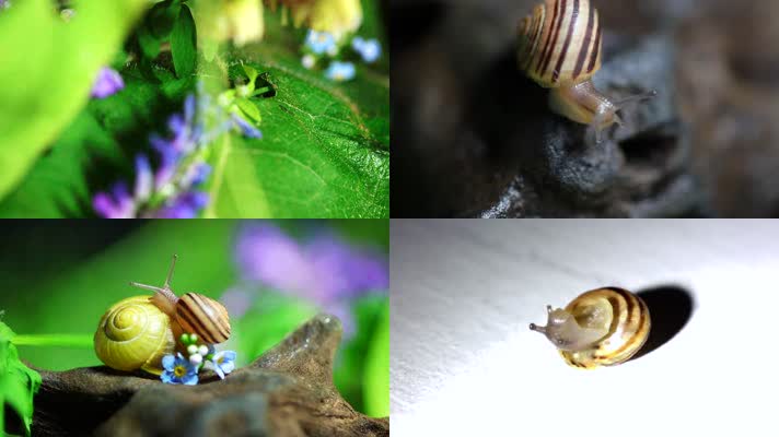 可爱小蜗牛爬行实拍视频