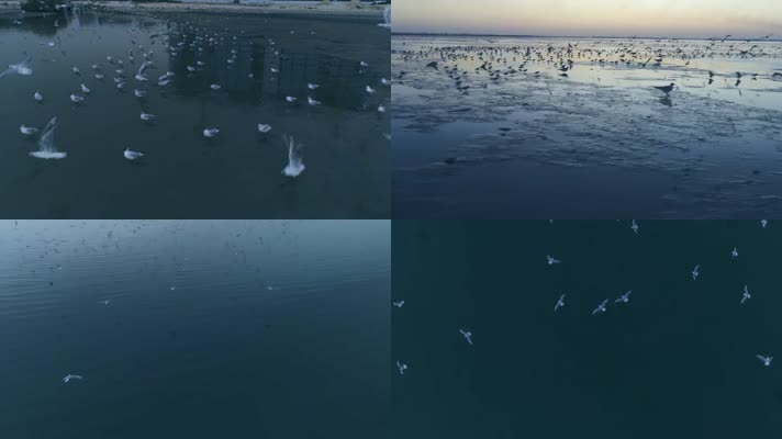 滨海湿地公园海鸥飞禽