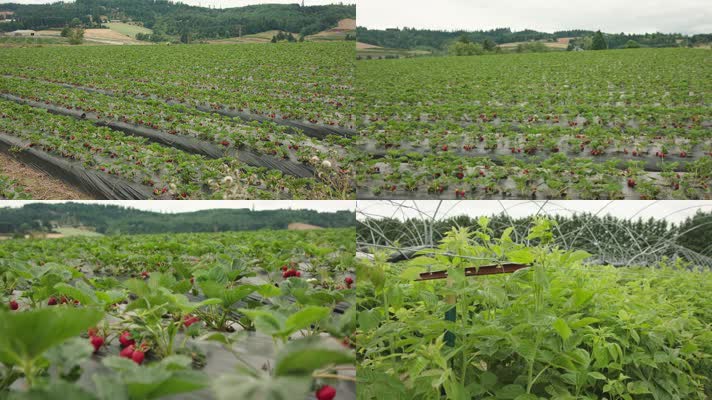 草莓种植基地实拍视频