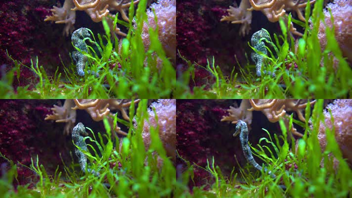 海马睡觉产卵水下生物藻类实拍