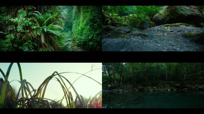 大自然绿色森林植物视频素材