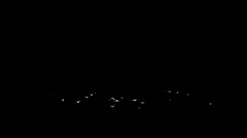 群鸟飞翔合成素材带通道