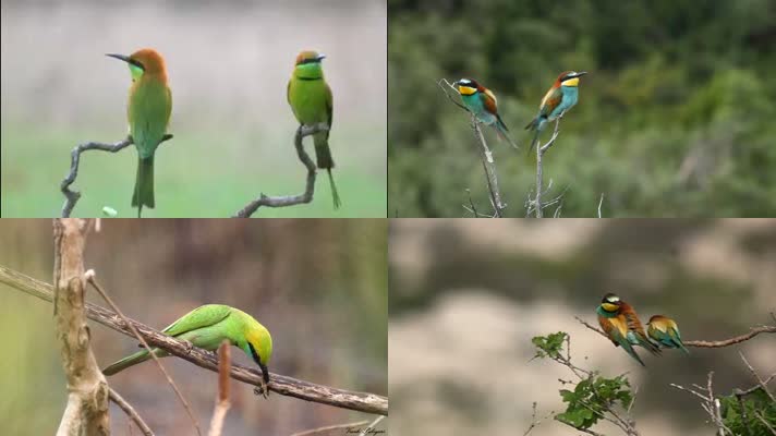 美丽的绿喉蜂虎鸟的自然野生动物