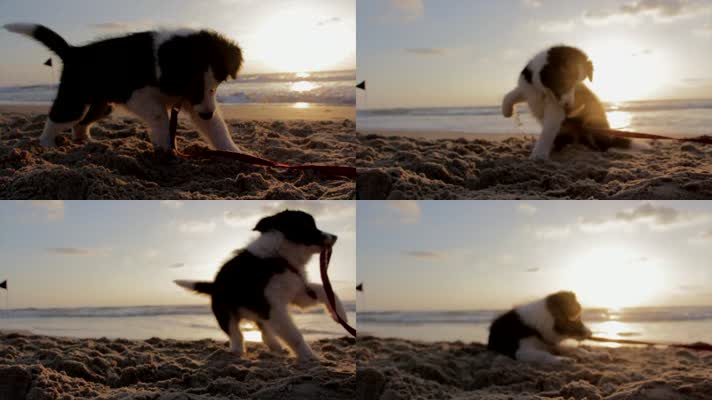 小狗嬉戏沙滩玩犬宠物