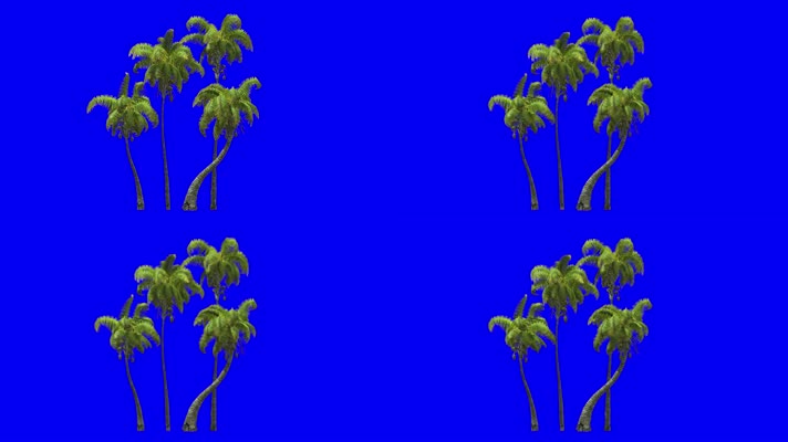 蓝屏椰子树随风摇摆特效抠像素材