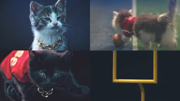 超可爱的猫咪宝贝