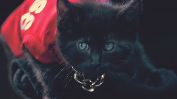 超可爱的猫咪宝贝 超可爱的猫咪宝贝