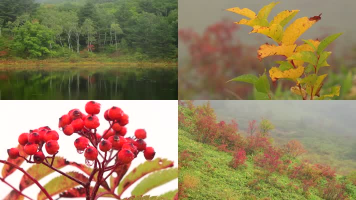 春天大自然晨露