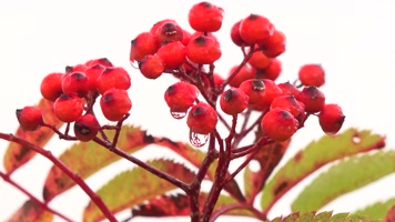 春天大自然晨露 春天大自然晨露