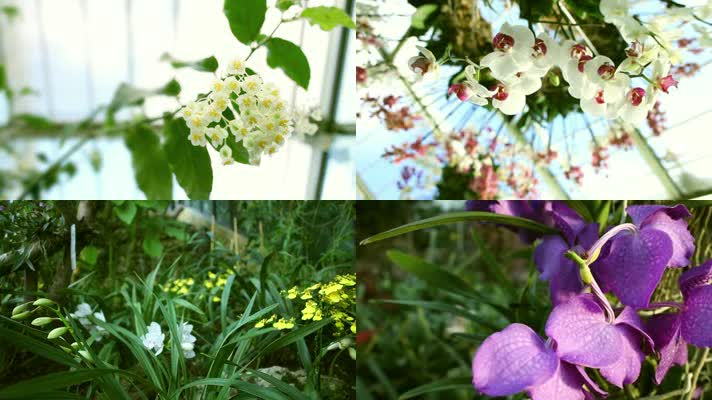 高清实拍美丽鲜花花瓣视频