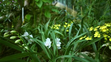 高清实拍美丽鲜花花瓣视频