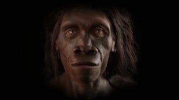 猩猩猴子人类发展史