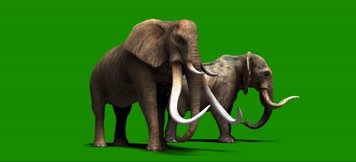 绿屏大象抠像素材