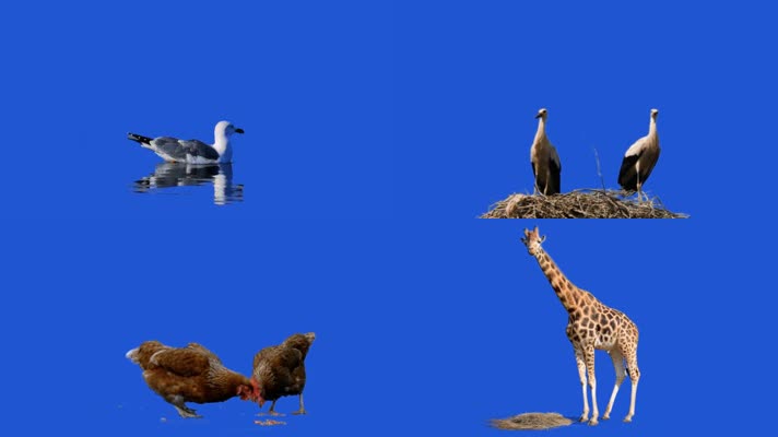 蓝屏鸭鸡长颈鹿猴子动物抠像合集