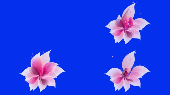 蓝屏一朵花儿开放