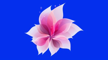 蓝屏一朵花儿开放