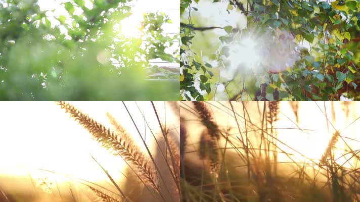 空景小清新镜头清晨树枝鸟鸣黄昏镜头