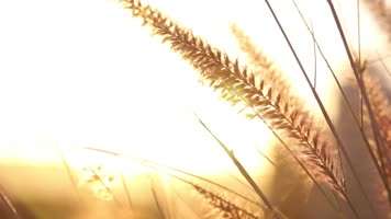 空景小清新镜头清晨树枝鸟鸣黄昏镜头