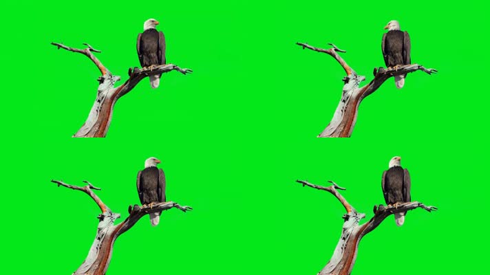 绿屏枝头上的老鹰