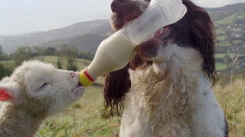 狗的秘密生活 狗的秘密生活