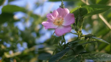 春天公园绿叶花花草草