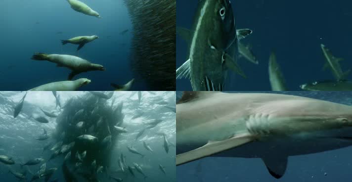 鲸鱼鲨鱼海豚海狮疯狂猎食沙丁鱼食物链