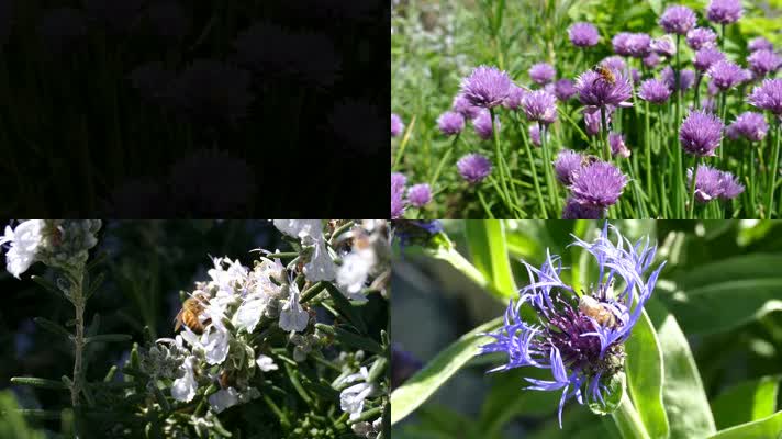 4K蜜蜂采蜜微观拍摄