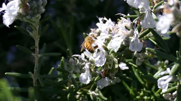 4K蜜蜂采蜜微观拍摄