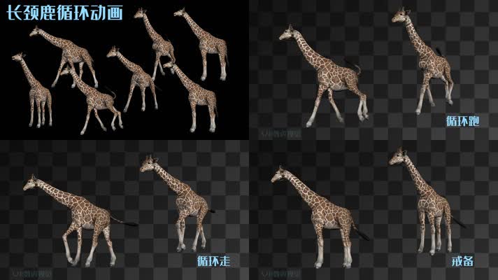 【HD】长颈鹿循环动画