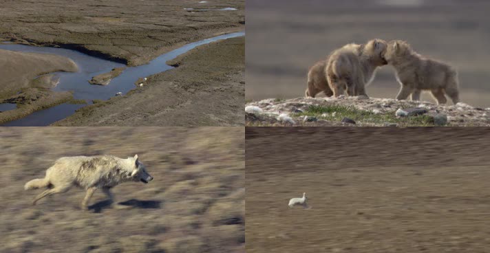 狼群猎捕野兔猎食