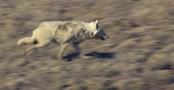狼群猎捕野兔猎食
