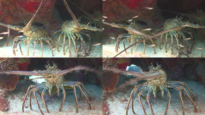 大龙虾海虾小鱼海底沙子实拍