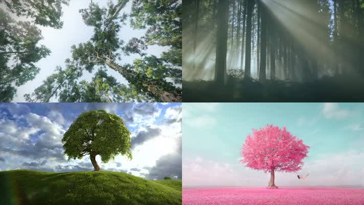 树林大自然绿色森林生态呼吸