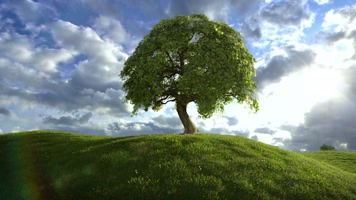 树林大自然绿色森林生态呼吸